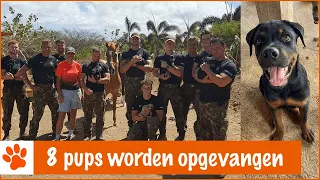 8 nieuwe pups op de opvang!! | DierenpraatTV