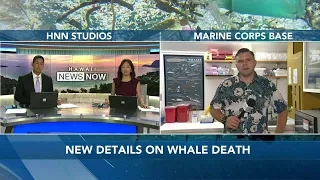 Scientists: Marine debris likely contributed to death of whale that washed ashore on Kauai