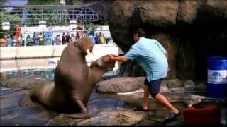 50 First Dates (2004) - Trailer