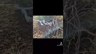 Unfortunate Wedge Tail Eagle Killed While Eating Roadkill