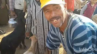 سوق حد بوموسى الماعز البلدي ديال السرح ايت عتاب ونواحي تاريخ 25/6/2023🐐🐐