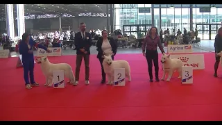 White Swiss Shepherd in European dog show Paris 2022