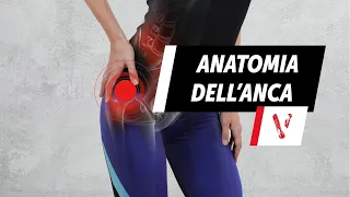 Anatomia dell'anca