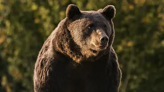 Polémica en Rumanía tras la caza de un oso emblemático a manos del príncipe Emanuel de Liechtenstein