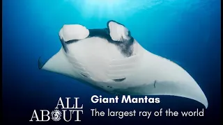 All About Giant Oceanic Mantas