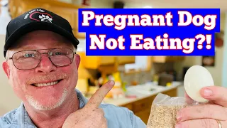 How To Feed A Pregnant Dog! Tips For Picky Eater Dog Food!