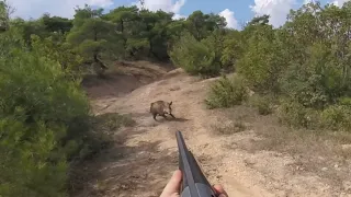 Omak Aksiyon dolu harika atışların olduğu domuz avları 4 / Wild boar hunt 2018-2019