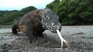 Scuba Diving Komodo in 60 seconds