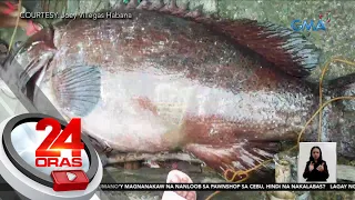 Dambuhalang isda na may bigat na 163 kg, nabingwit sa Catanduanes | 24 Oras