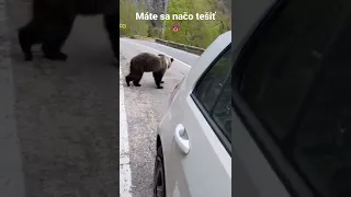 a to som iba začal 🐻