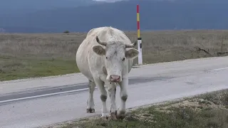 -Redom goveda na Kupresu štite se od medvjeda koji silazi u selo  -