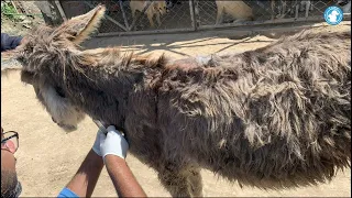 Sandy, bearing the scars of a hard life #tawf #animalrescue #youtube #donation #subscribe #donkey