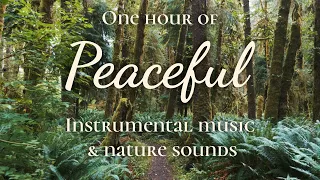 Peaceful Instrumental Music & Nature Sounds | Taryn Harbridge