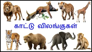 Jungle Adventures:Learn wild Animals Names | Tamil Educational Videos of kids