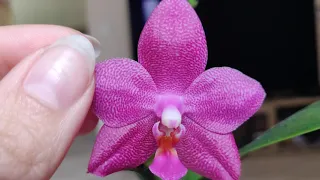 Phal. Ember