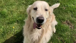 A Very Happy Video - Cute Dog Got New Toy