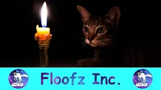The Funniest Cats Reacting to Candles!
