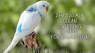 2 Hour Budgie Sounds for Lonely Budgies