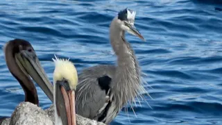 The sound of Angry Great Blue Heron
