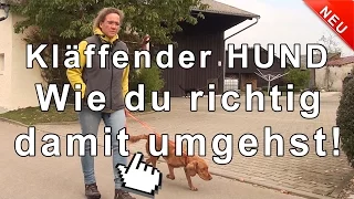 Kläffender Hund - wie du richtig damit umgehst !