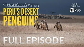 Peru's Desert Penguins - Full Episode