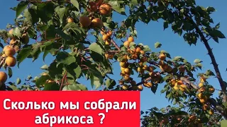 Сколько собрали абрикоса? Абрикос Слава Севера сбор урожая