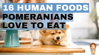 16 Human Foods That Pomeranians Love To Eat!