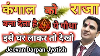 अपामार्ग पौधा |Apamarga Plant|अपामार्ग / चिरचिटा की जड़ |Chirchita Ke totke