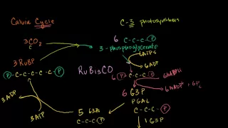 Photorespiration