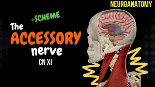 CN 11: Accessory Nerve (Scheme, Nuclei, Pathway, Branches) | Neuroanatomy