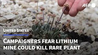 Flower or power? Campaigners fear lithium mine could kill rare plant | AFP