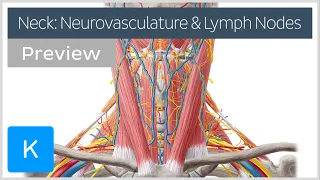 Neurovasculature and lymph nodes of the neck (preview) - Human Anatomy | Kenhub