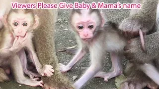 How Cute Is Newborn Pigtail Monkey ? Dear Viewers What Is Mama And Baby Name Please ? PTM 863