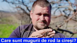 ACUM VEȚI CUNOAȘTE DIFERENȚA INTRE MUGURII VEGETATIVI ȘI MUGURII DE ROD !!!