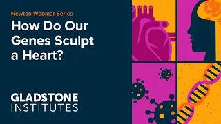 How Do Our Genes Sculpt a Heart?