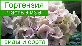 💐 Виды и сорта гортензии садовой