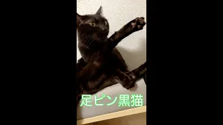 足ピン黒猫#Shorts