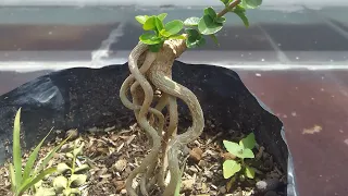 gagal terus membuat bonsai expose root ? silahkan coba cara ini, mudah dan sederhana