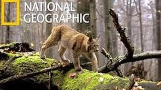 Nat Geo Wild Wild Balkans HD Nature Documentary 2017