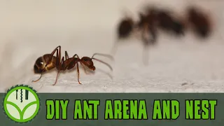 DIY Ant Arena and Nest from concrete