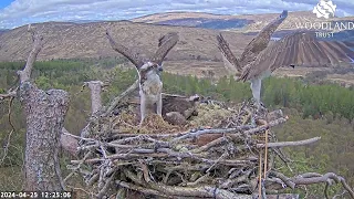 Louis gets rid of the unringed intruder Osprey on Loch Arkaig Nest Two 25 Apr 2024 (slo-mo repeat)