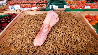 Mealworms Vs. Random Things COMPILATION