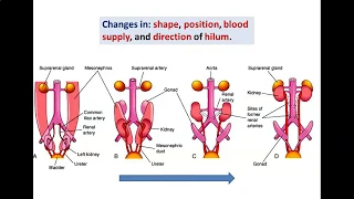 Development of Kidneys(2)-Metanephros - Dr. Ahmed Farid