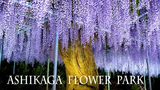 ASHIKAGA FLOWER PARK at Night 2021, Episode-2  "Nights of Lights". #Wisteria  #4K #あしかがフラワーパーク #藤