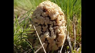 Степные сморчки ! Собираем грибы в Ростовской степи ! Сумасшедшее путешествие за грибами !