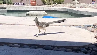 Momma and Baby Roadrunner