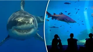 इसीलिए Great White Shark को Aquarium में कभी नहीं रखा जाता Unique Fact of Great White Sharks