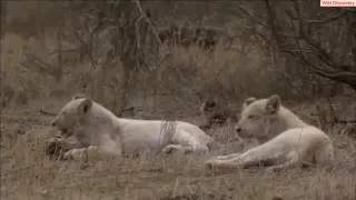 [HD 720p] Documentaries - The Rarest Animals On Earth. The white lion - Documentary 2017