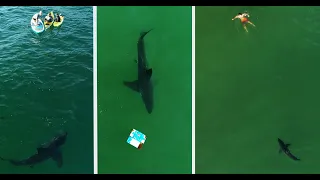 Swimmer Encounters Great White Shark: Shark Scientist Explains its Behavior