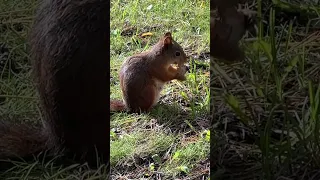 Беременная белка